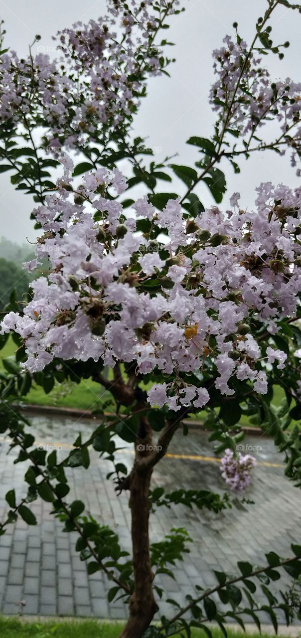 flowering tree with pink flowers