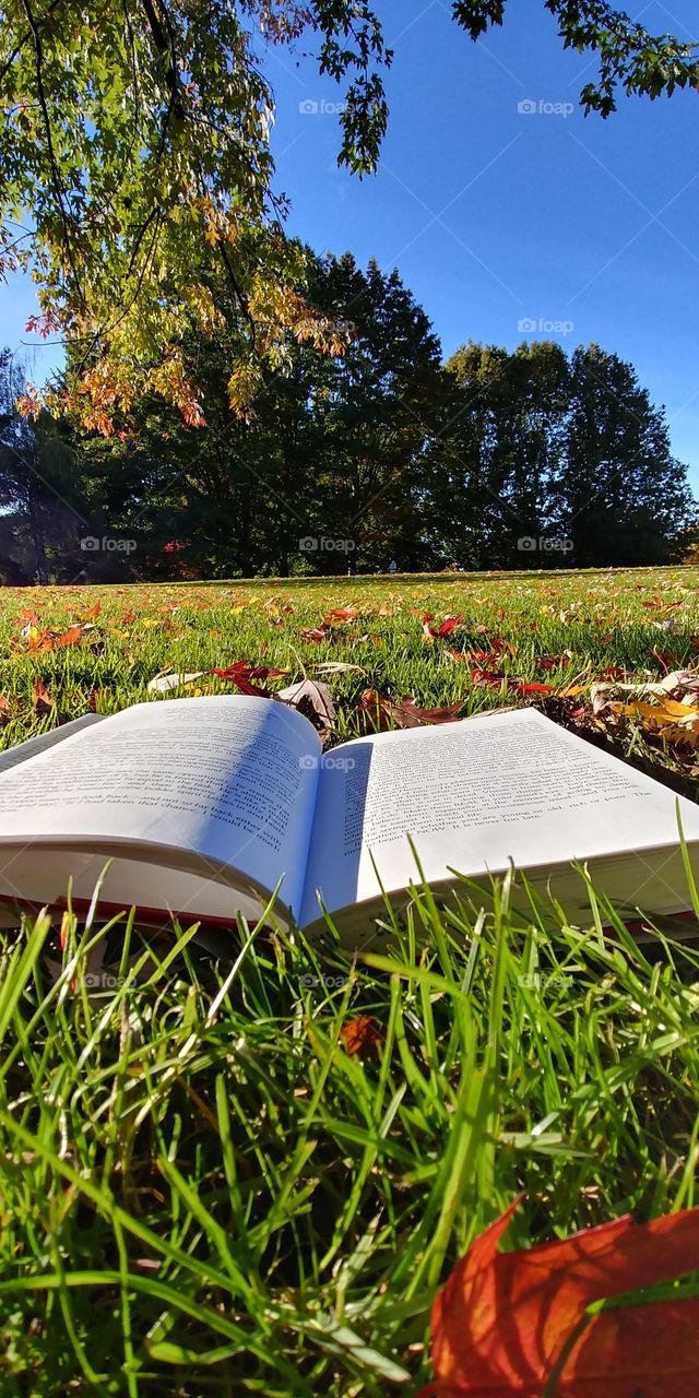 A sunny autumn afternoon read.