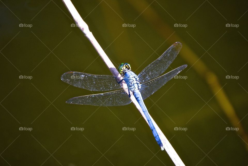 Dragonfly