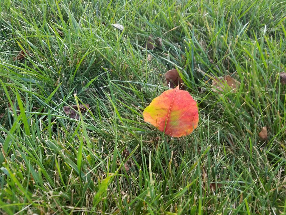 First Leaf of Fall
