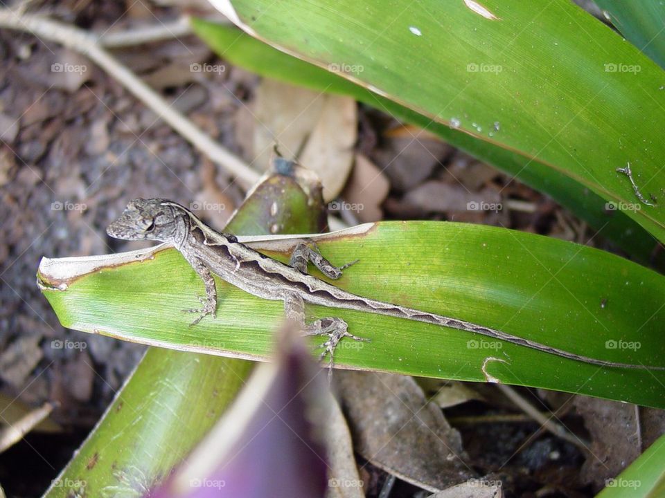 Little gecko