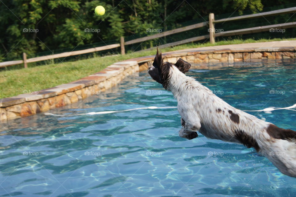 Dog catching ball at pool
