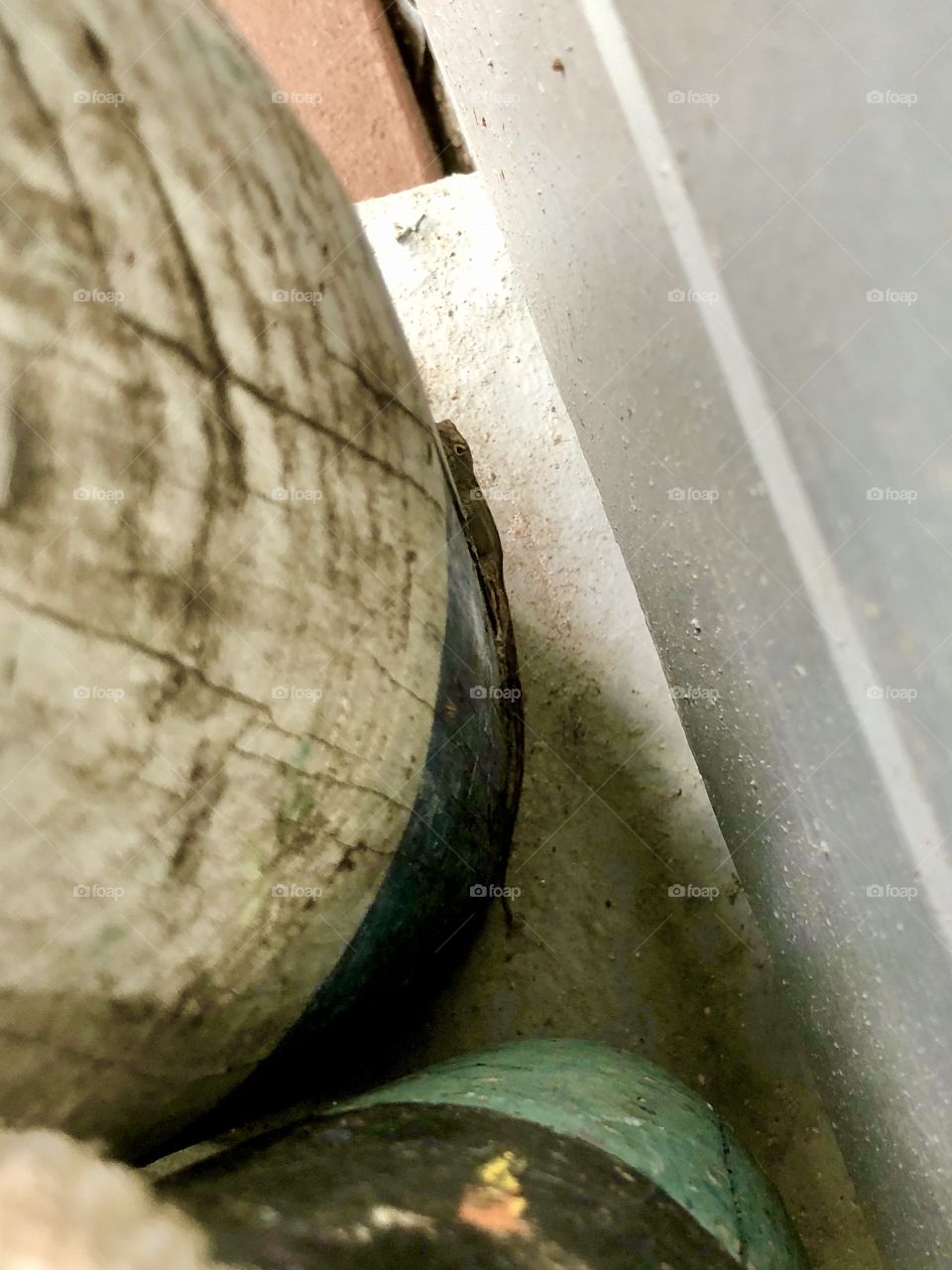 Little lizard hiding on porch 