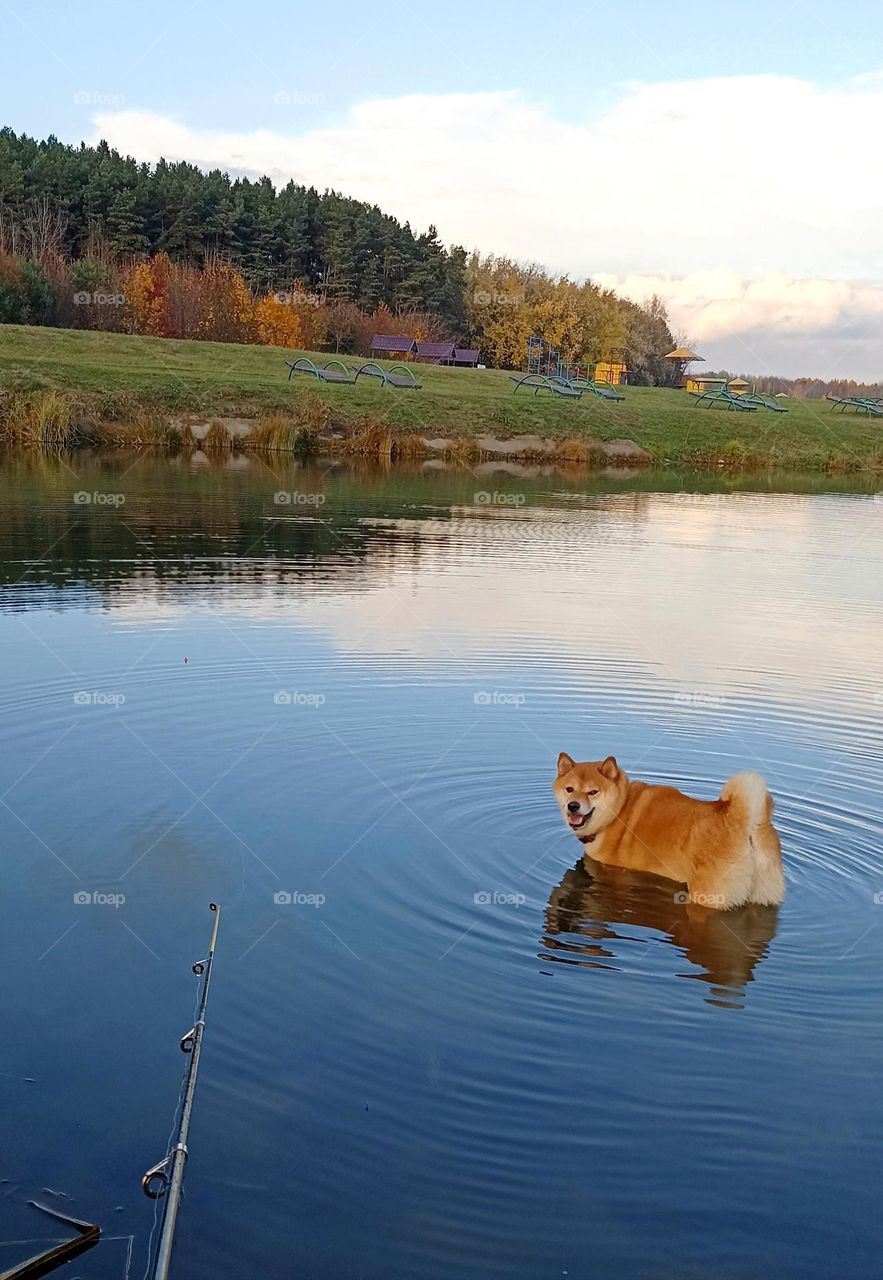 dog pet funny portrait in water lake autumn time, mobile photography