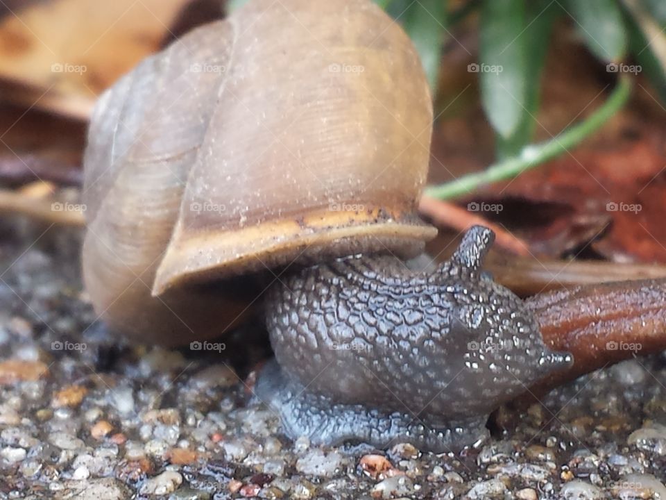 snail friend