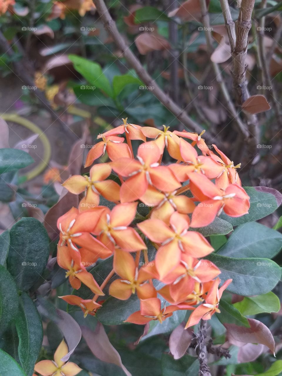 fresh orange flower in the garden