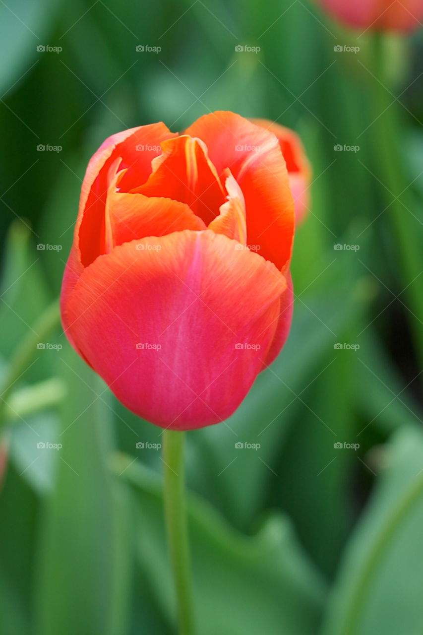 Close-up of a tulip. 