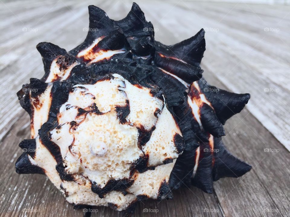 Black seashell on wooden table