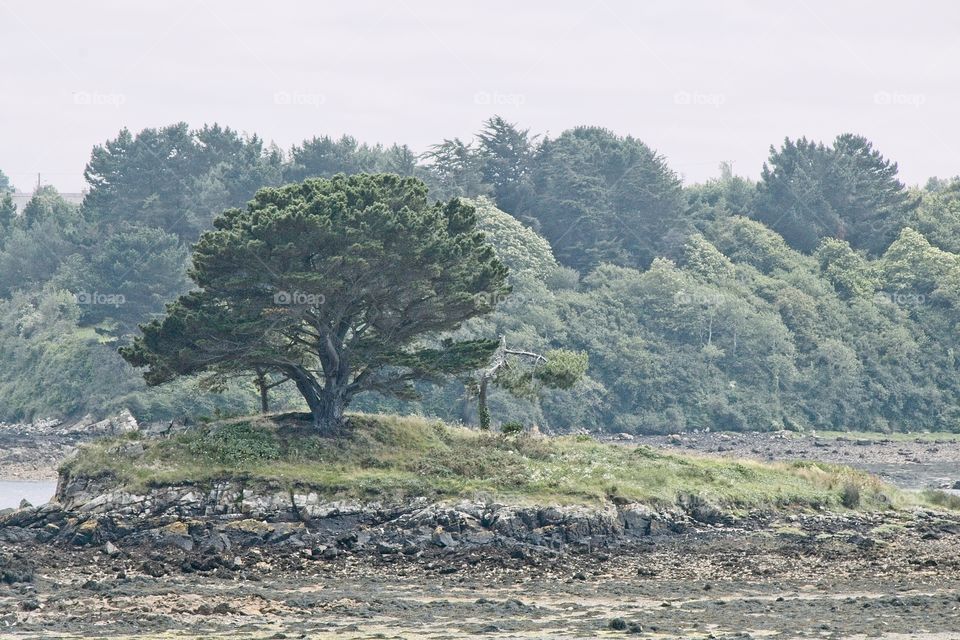 landscape with trees