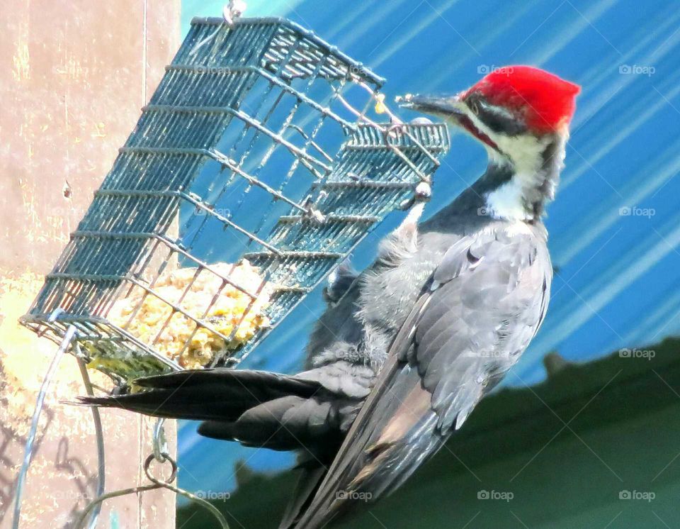 Piliated Woodpecker on a feeder, photo taken from the river on my kayak