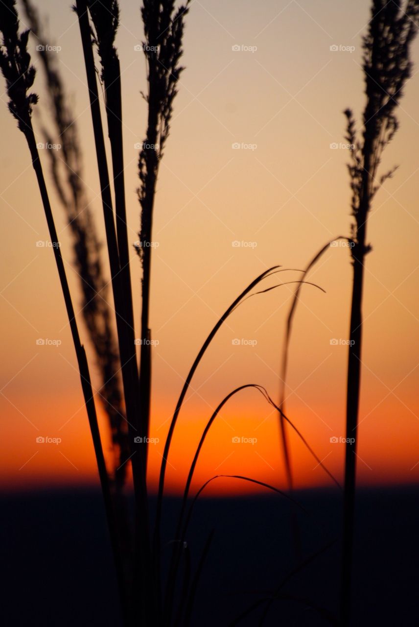 Close-up of plant against dramatic sky