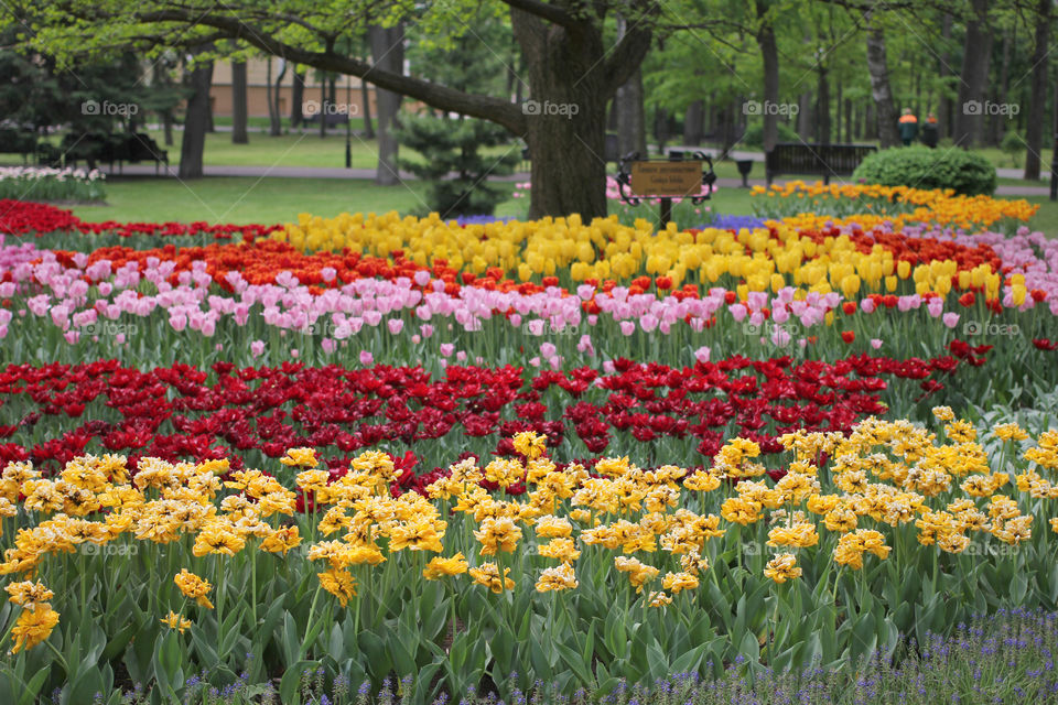 Tulips in the city park