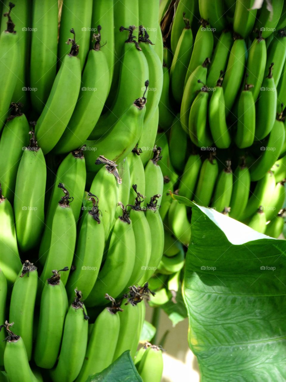 Bunch Of Bananas Ready For Harvest