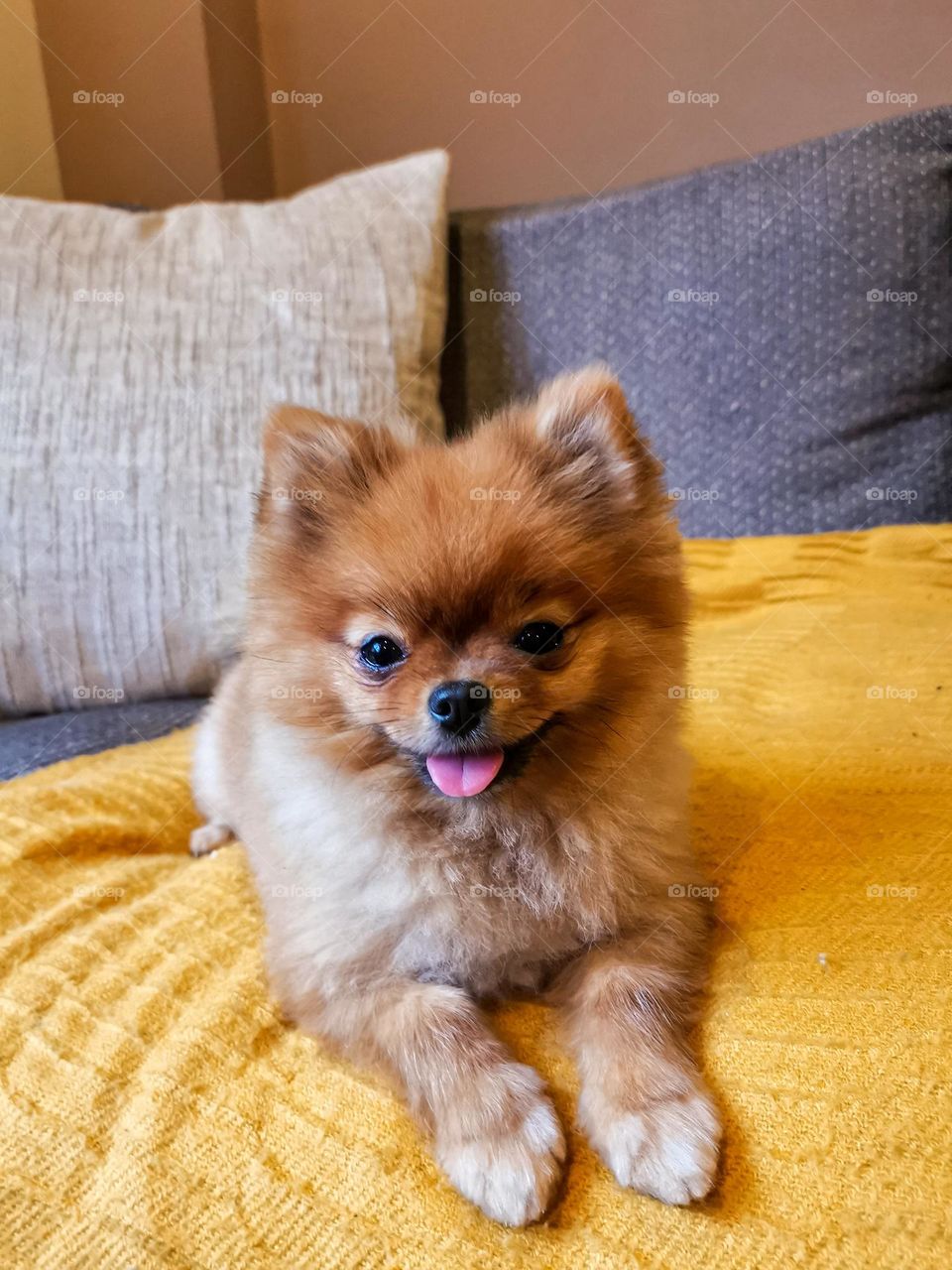 Little cute pomeranian. My beautiful dog.