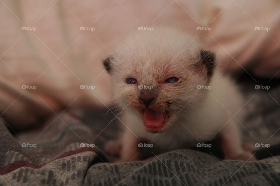 New born Siamese-Himalayan kitten.