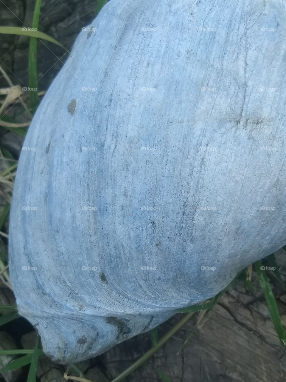 Pérdida de fauna marina