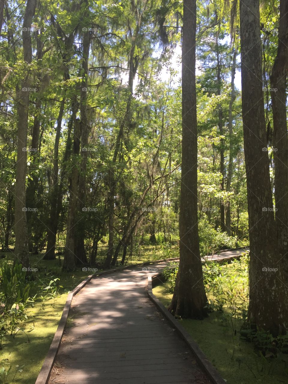 Hiking in the Bayou of New Orleans 