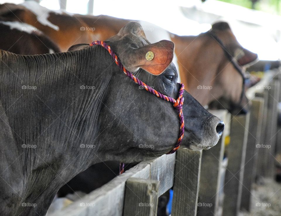 Cow with Red Halter