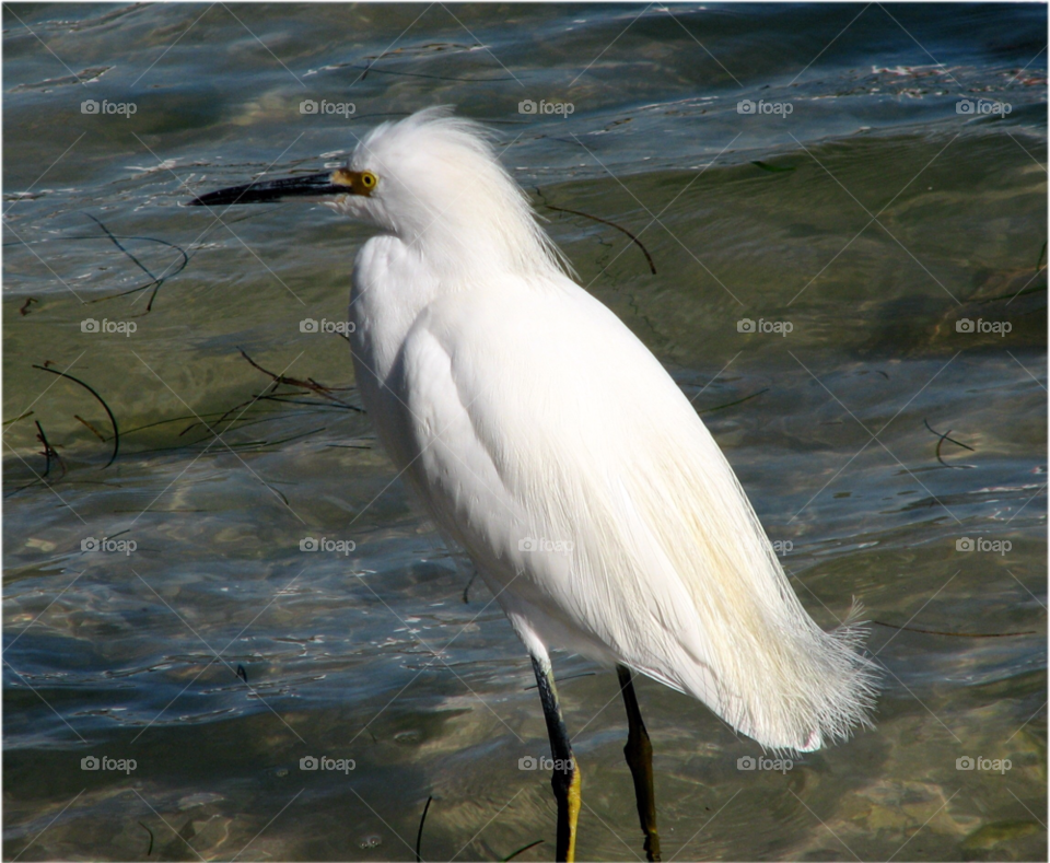 ocean white animal bird by landon