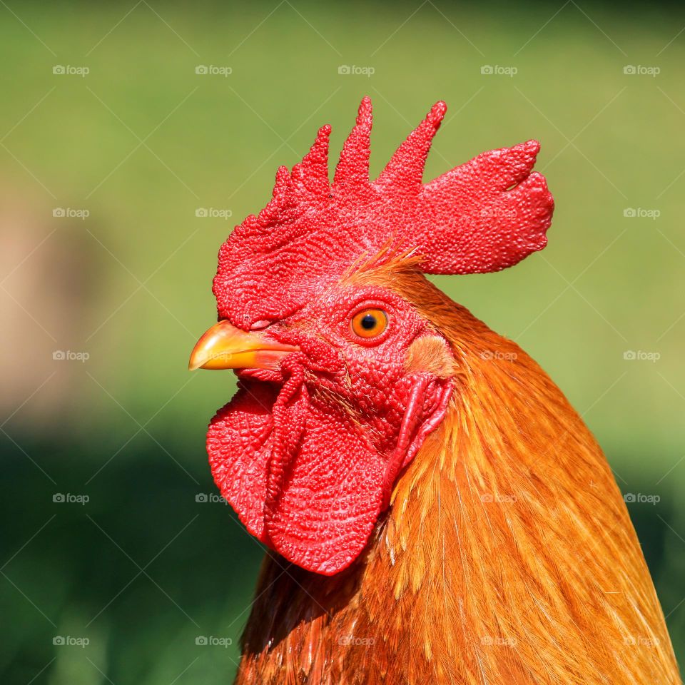 Close-up of a rooster head portrait