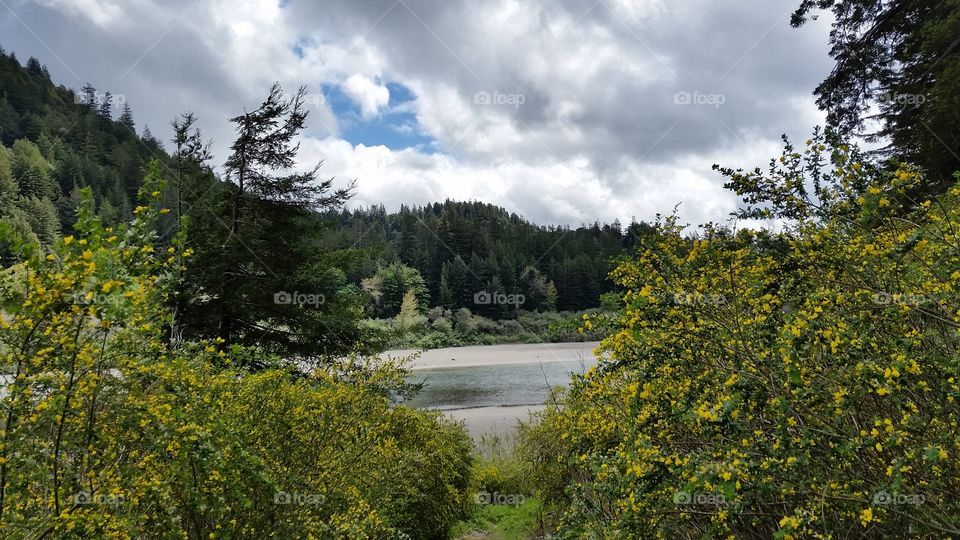 Forest of redwoods. Redwoods on one bank and flowering shrubs on other bank of a river.