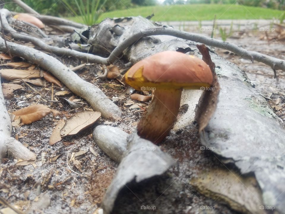 Woody Mushroom