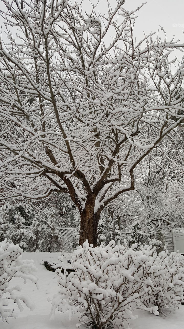 quiet peaceful snow storm