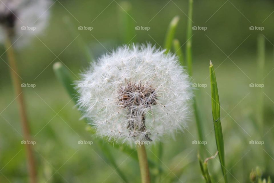 dandelion
