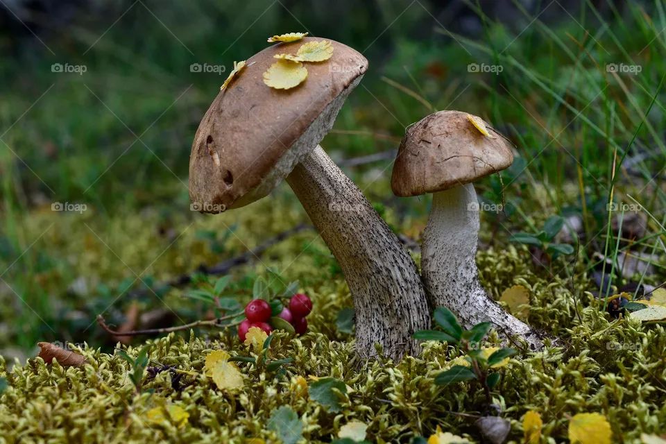 mushoom mushroom