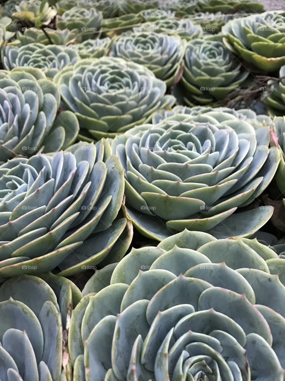 Big green succulents 