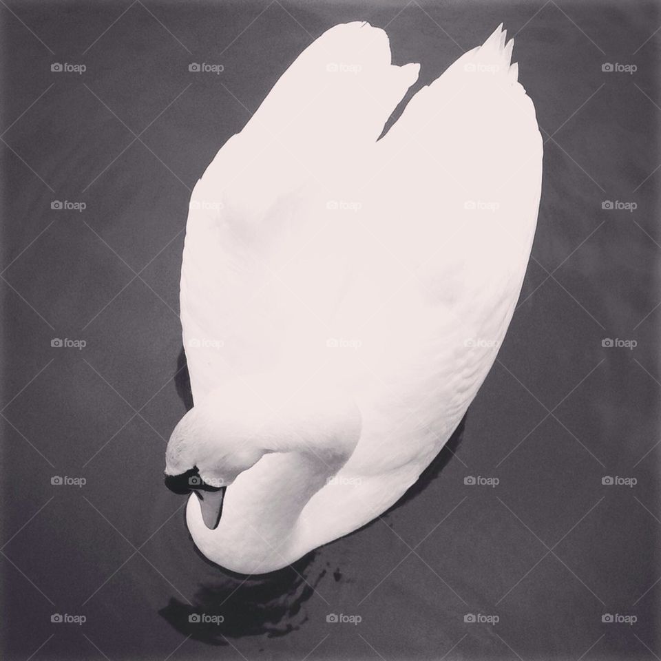 Swan