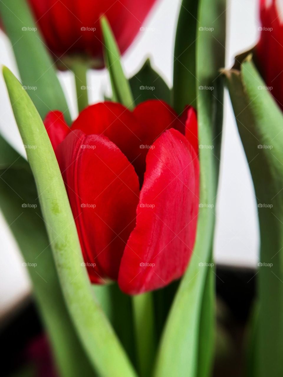Red Tulip close-up.