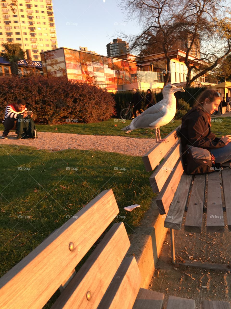 The bird that sat next to a girl who was watching sunset