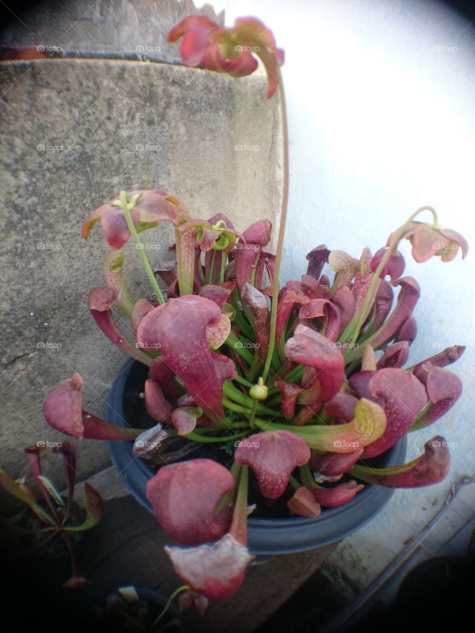 My Carnivorous Plants Sarracenia Pisttacina