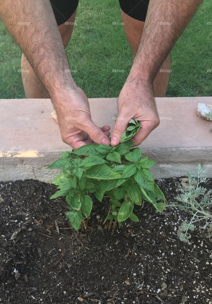 Man taking basil leaves