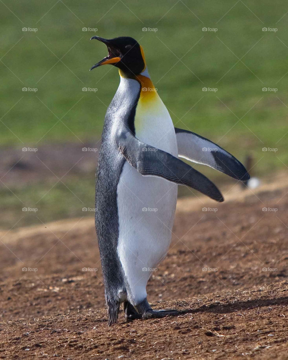 king conductor by penguin