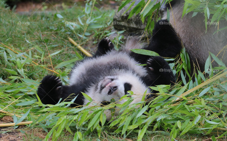 yuan meng the baby panda of the zooparc of Beauval.