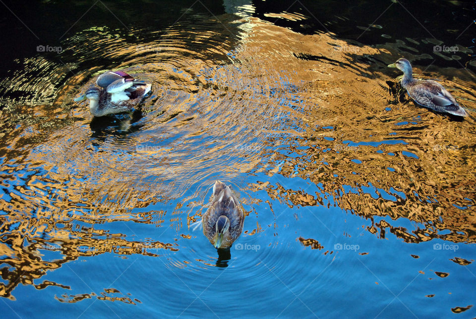 three ducks swimming in lake