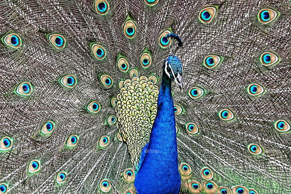 Peacock Envy
