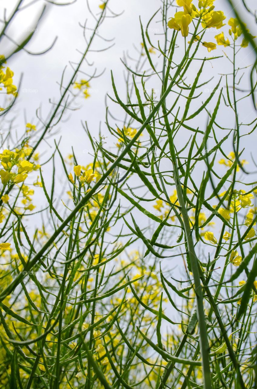 From the ground up, rapeseed