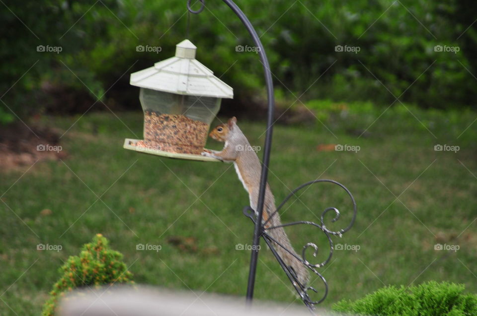 squirrel busted. squirrel raiding bird feeder