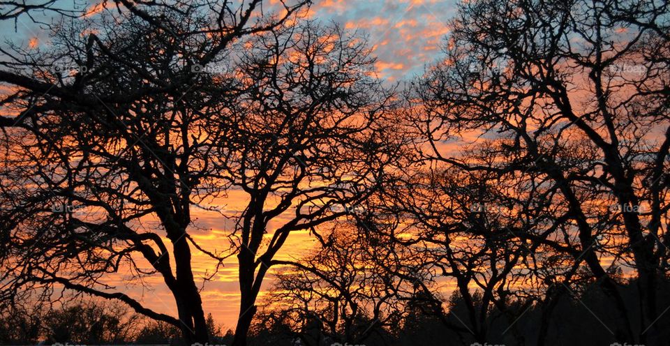 Panoramic view of silhouetted bare trees