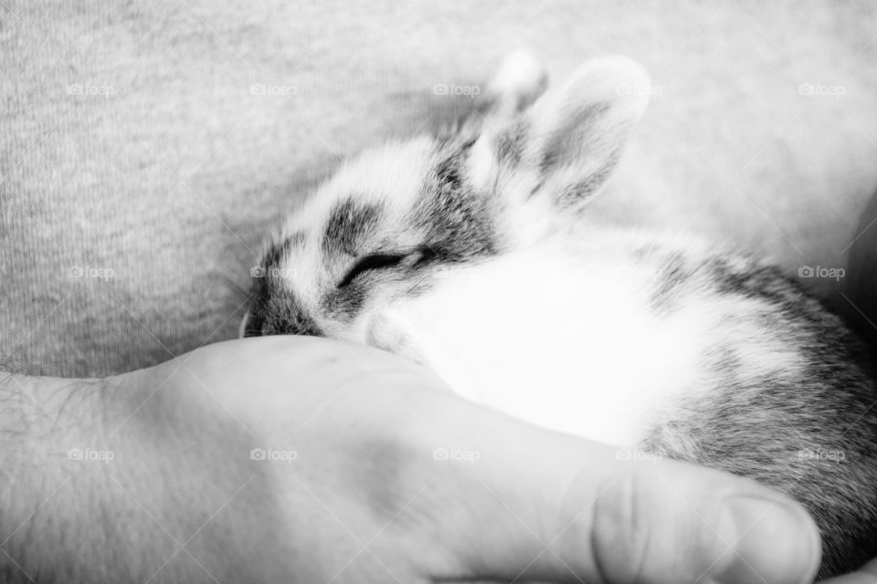 Baby Bunny 