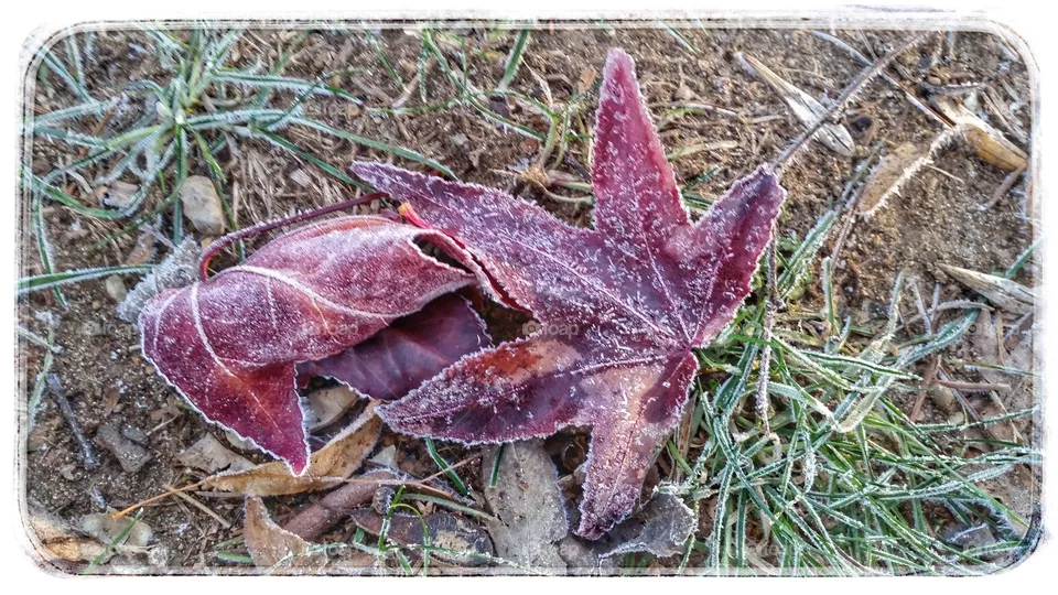 Frozen
