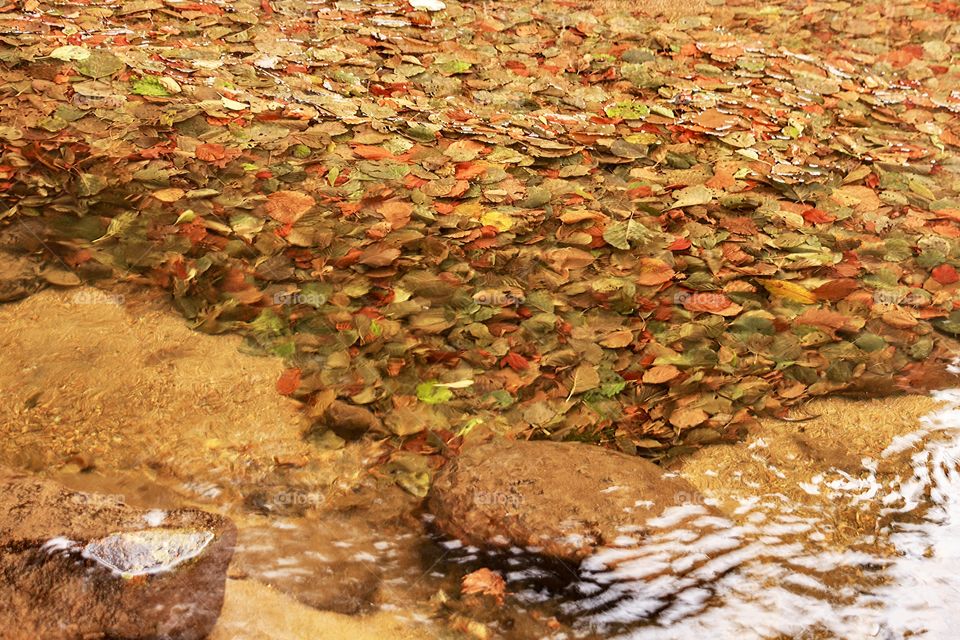 Autumn leaves in the water of river