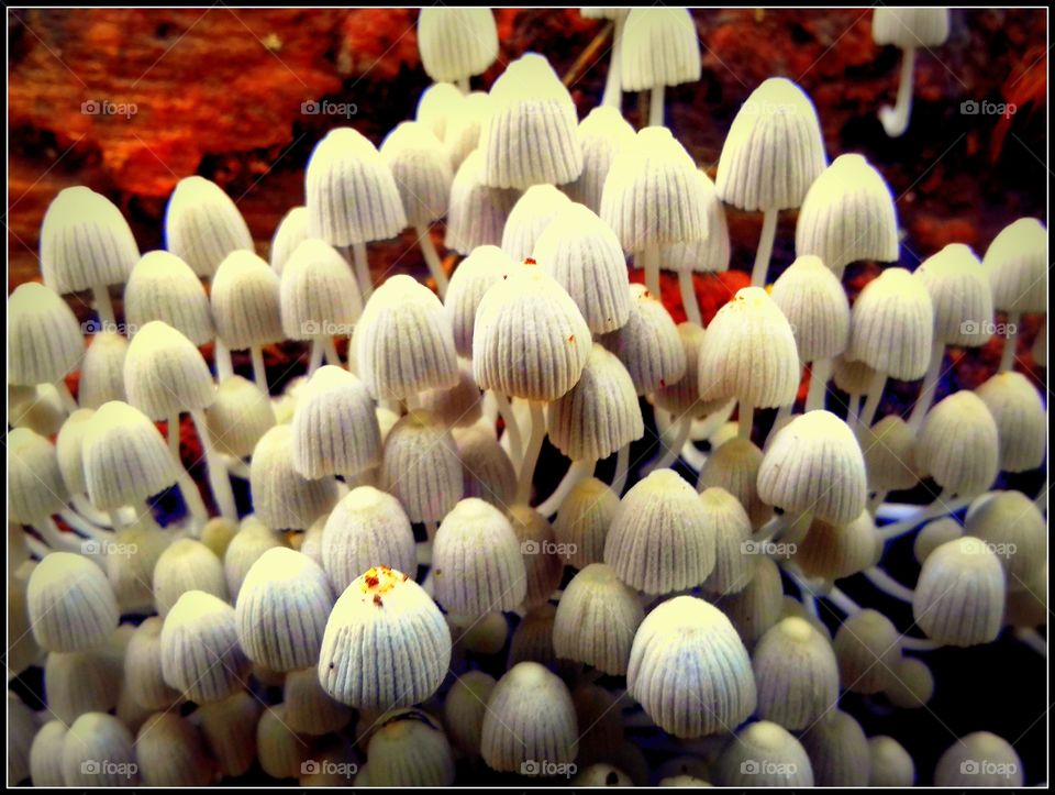 Mushrooms (7)
