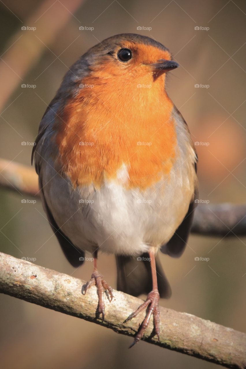 Robin