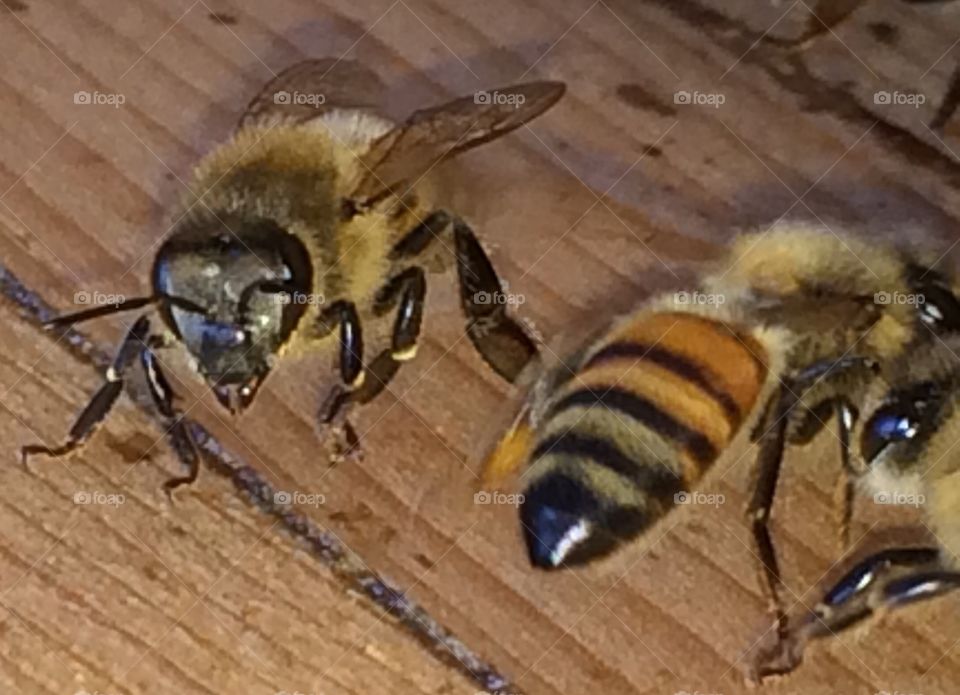 Honeybees