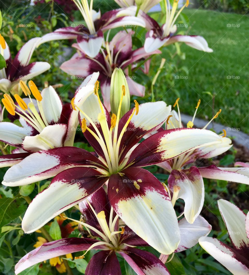 Beautiful two tone Lilly. Flower. Bloom. Blossom. Leaf. Burgundy. White. Maroon.