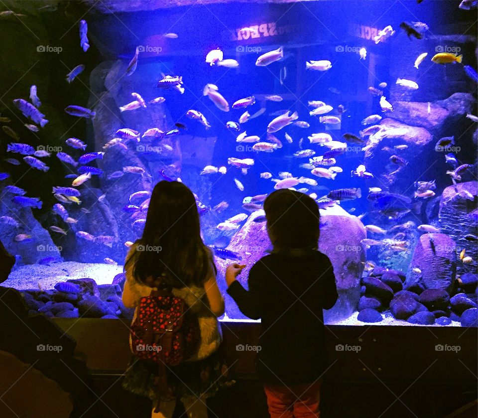 Aquarium 